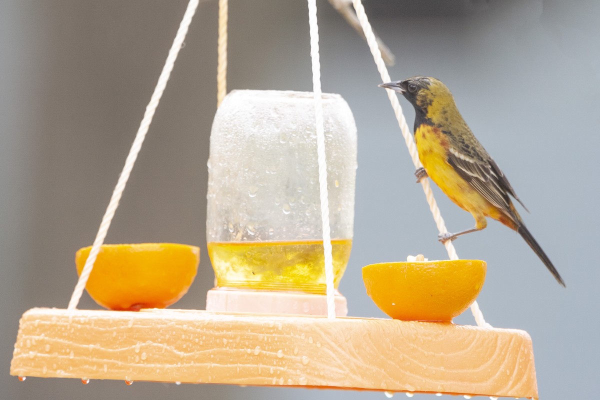 Orchard Oriole - ML620191009