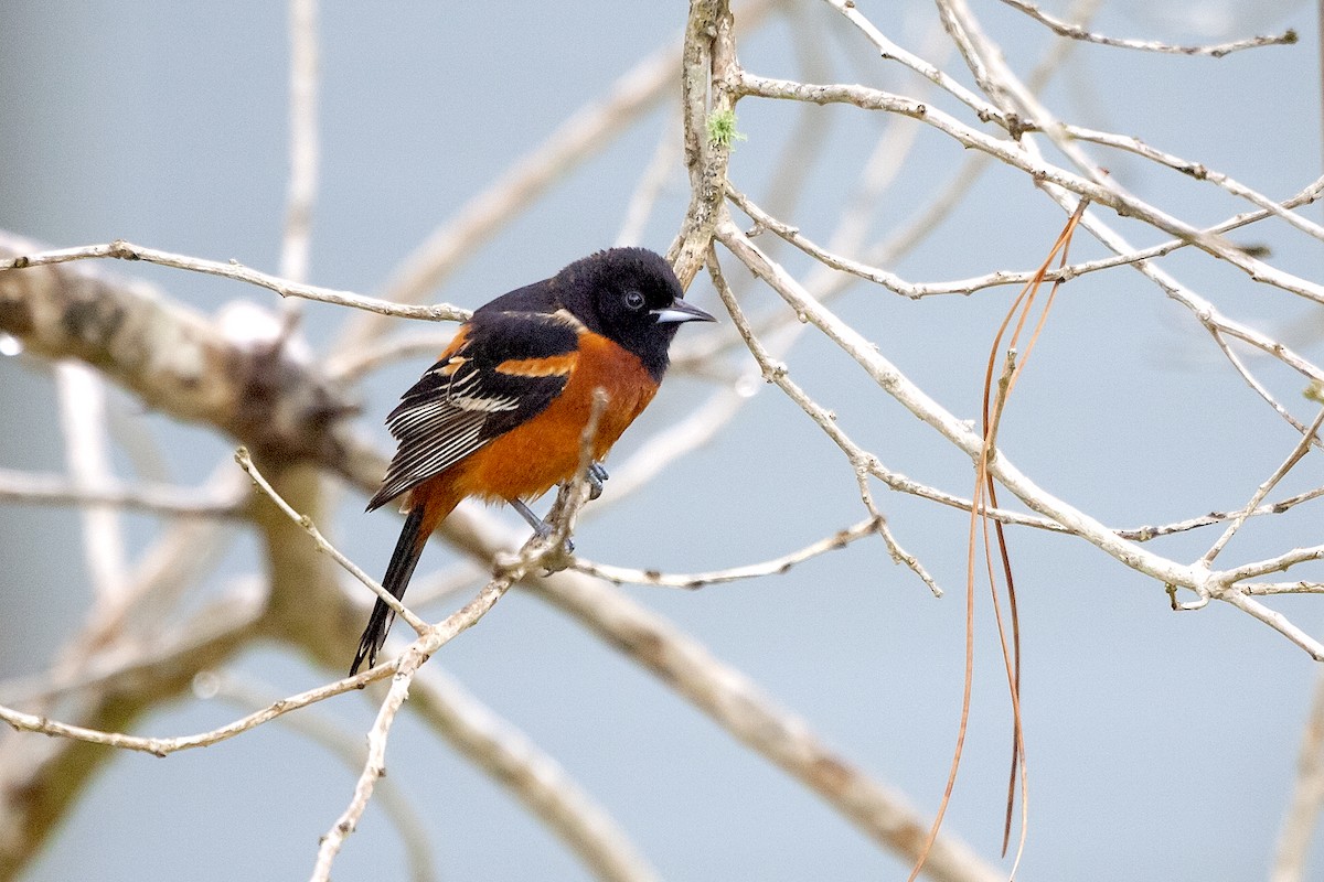 Orchard Oriole - ML620191010