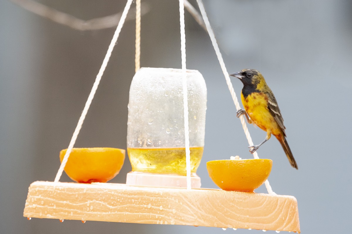 Orchard Oriole - ML620191011