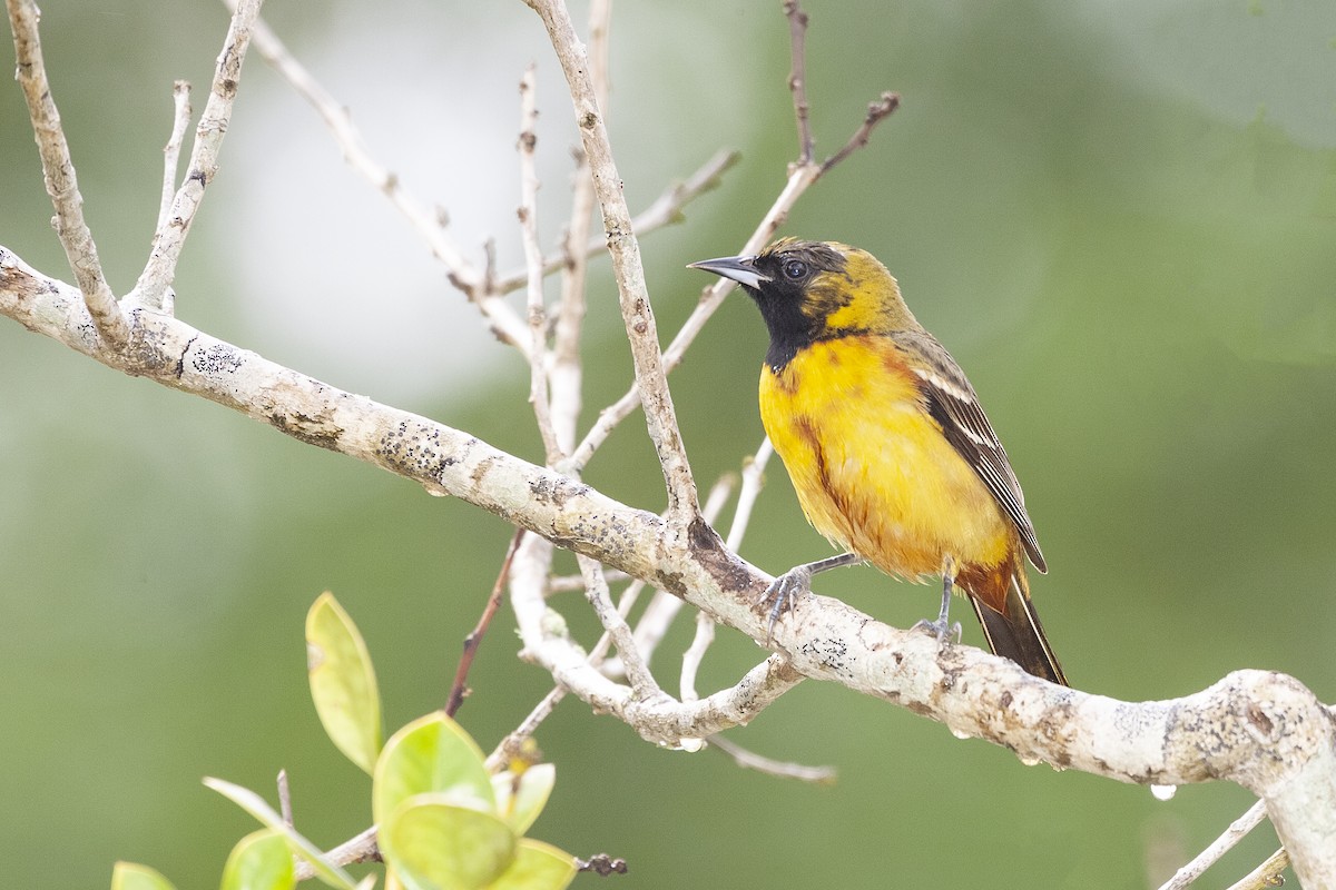 Orchard Oriole - ML620191012