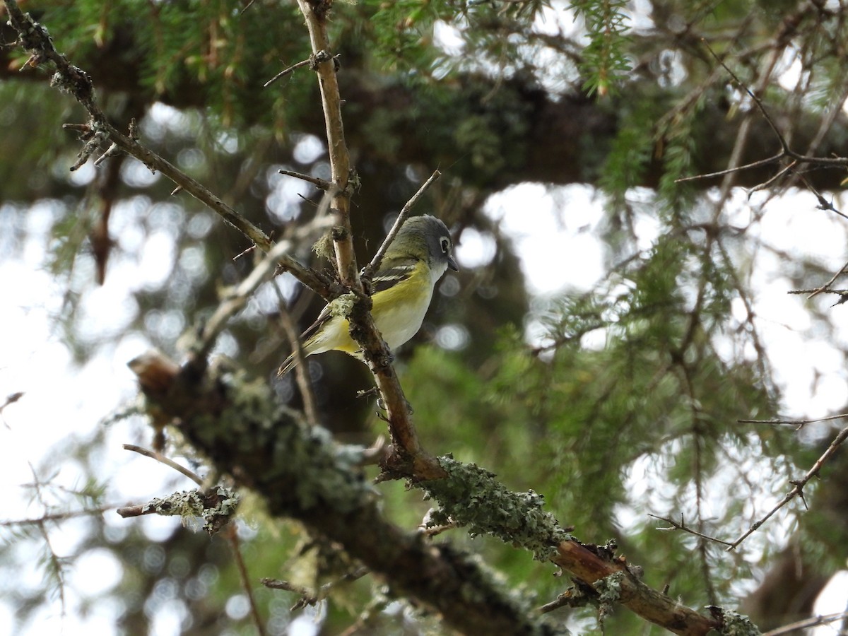 Mavi Başlı Vireo - ML620191014