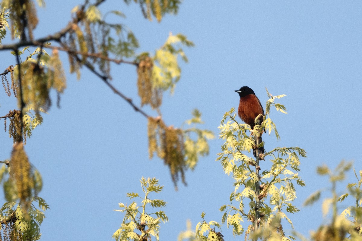 Orchard Oriole - ML620191023