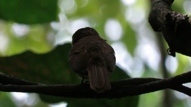 Rufous Mourner - ML620191030