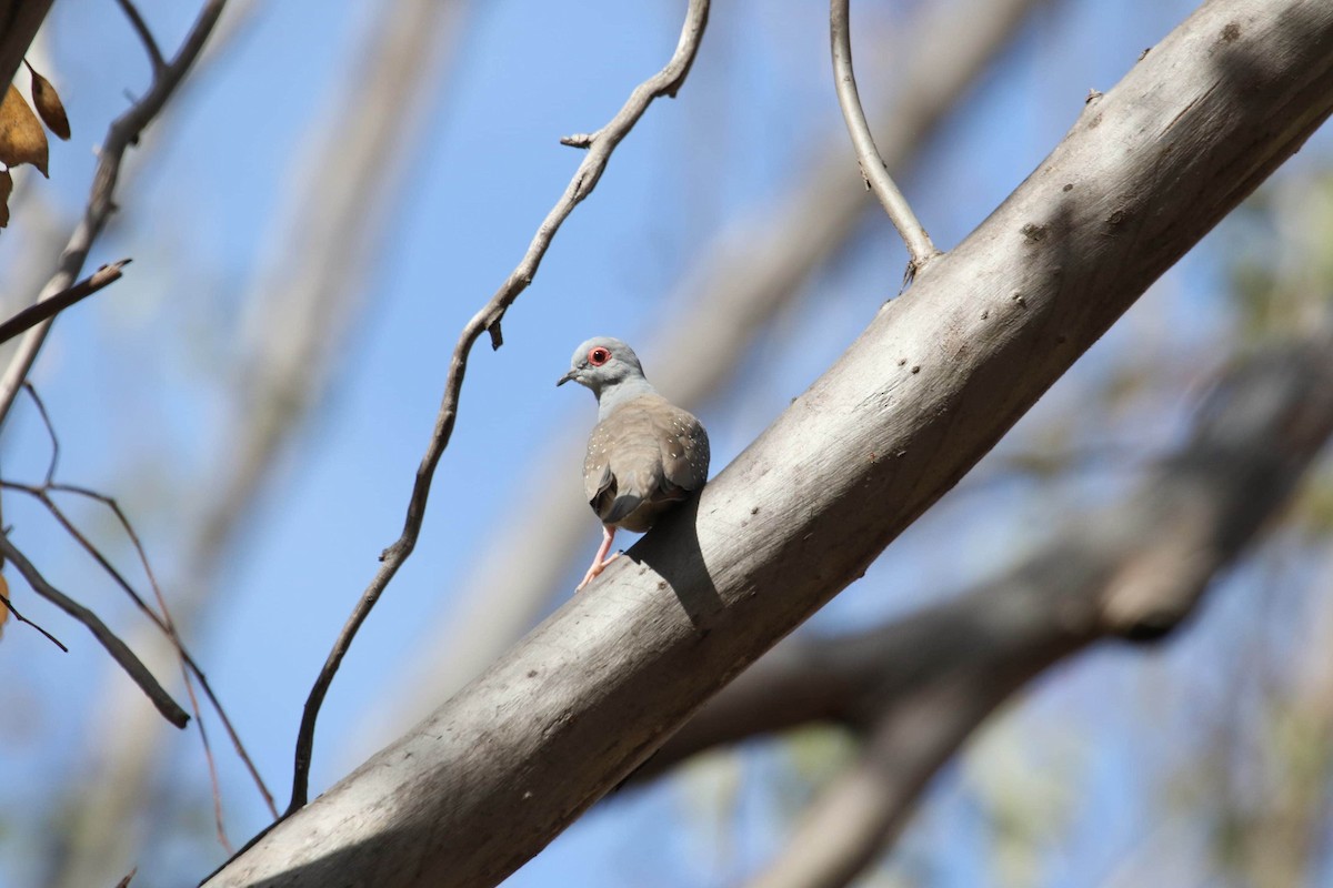 Diamond Dove - ML620191031