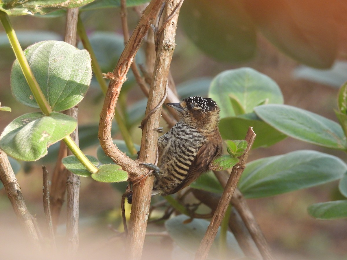 White-barred Piculet - ML620191038