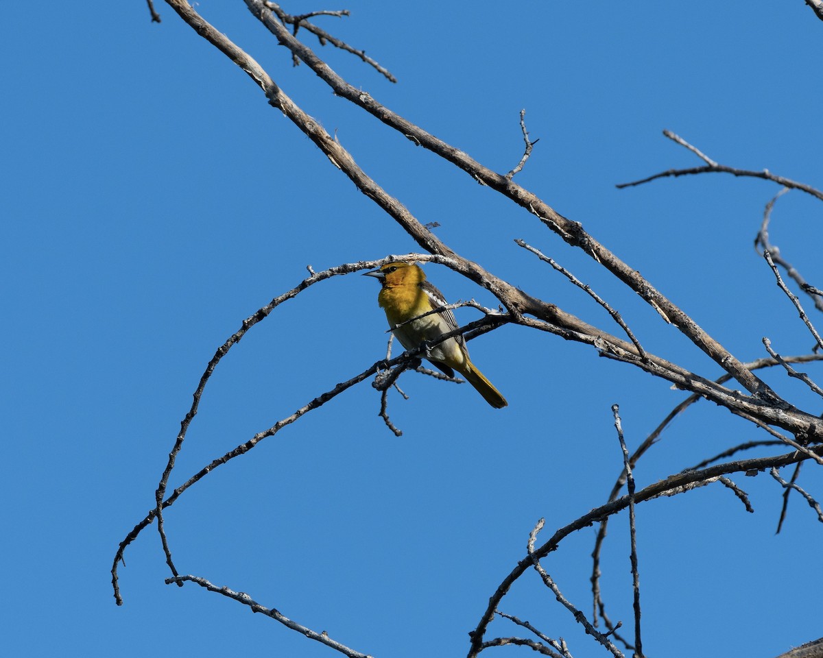 Bullock's Oriole - ML620191042