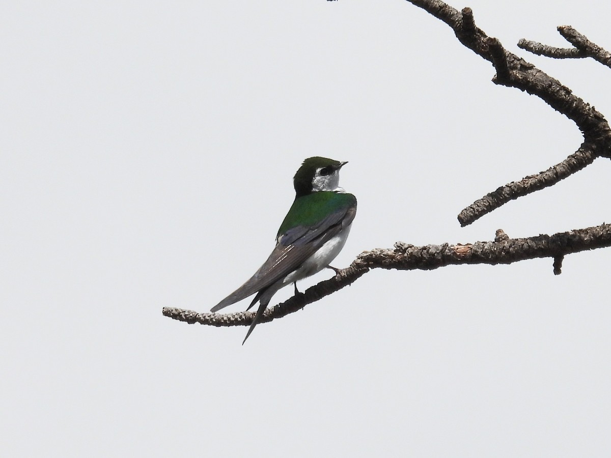 Violet-green Swallow - ML620191044