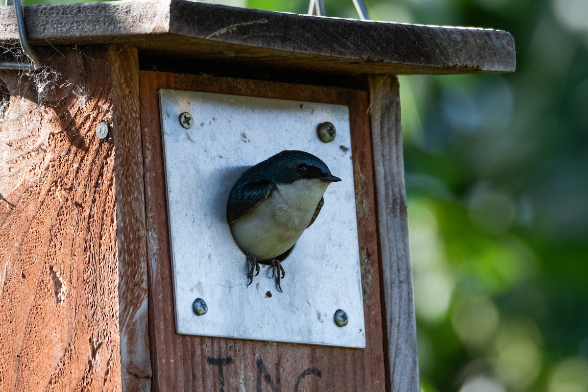 Tree Swallow - ML620191046