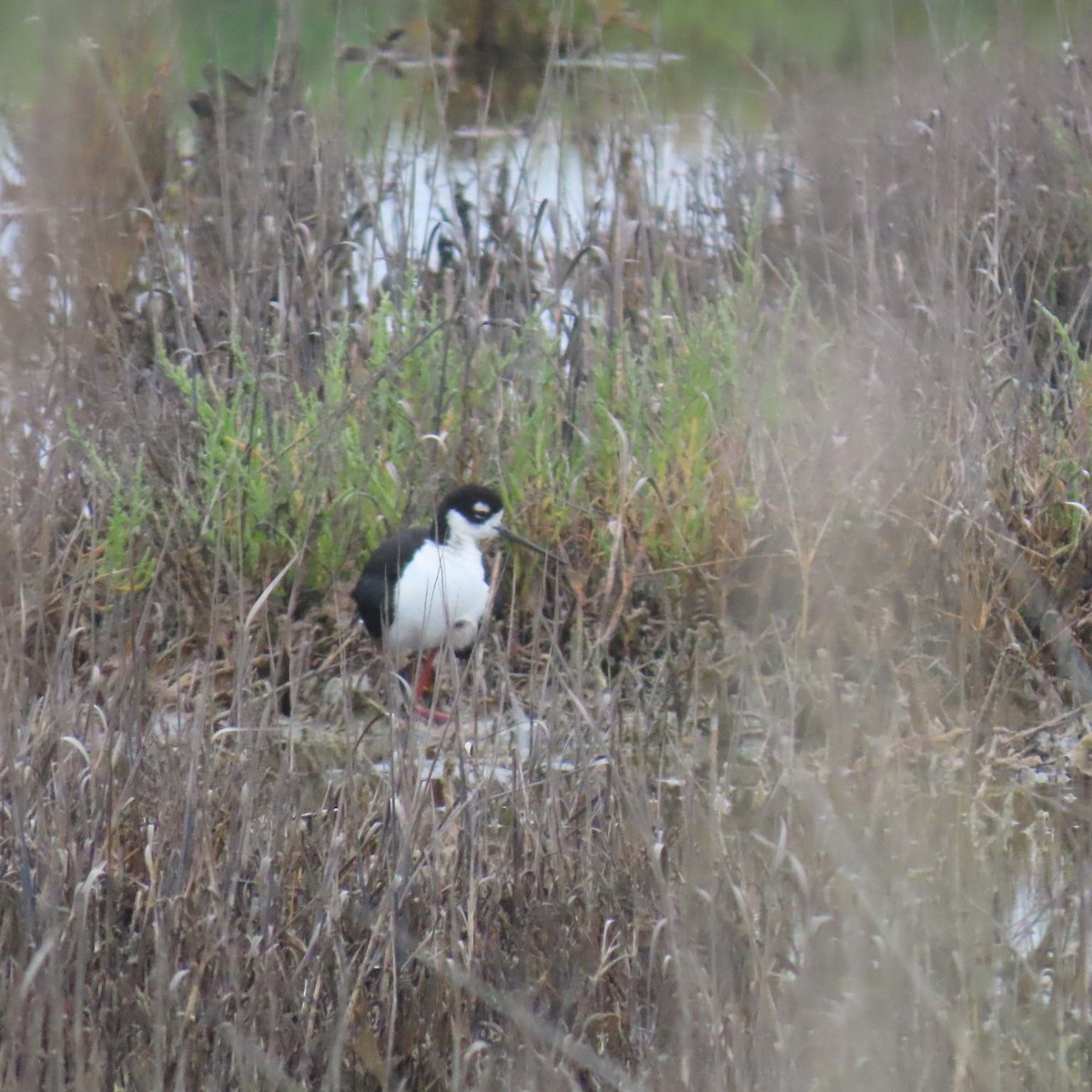 Black-necked Stilt - ML620191048