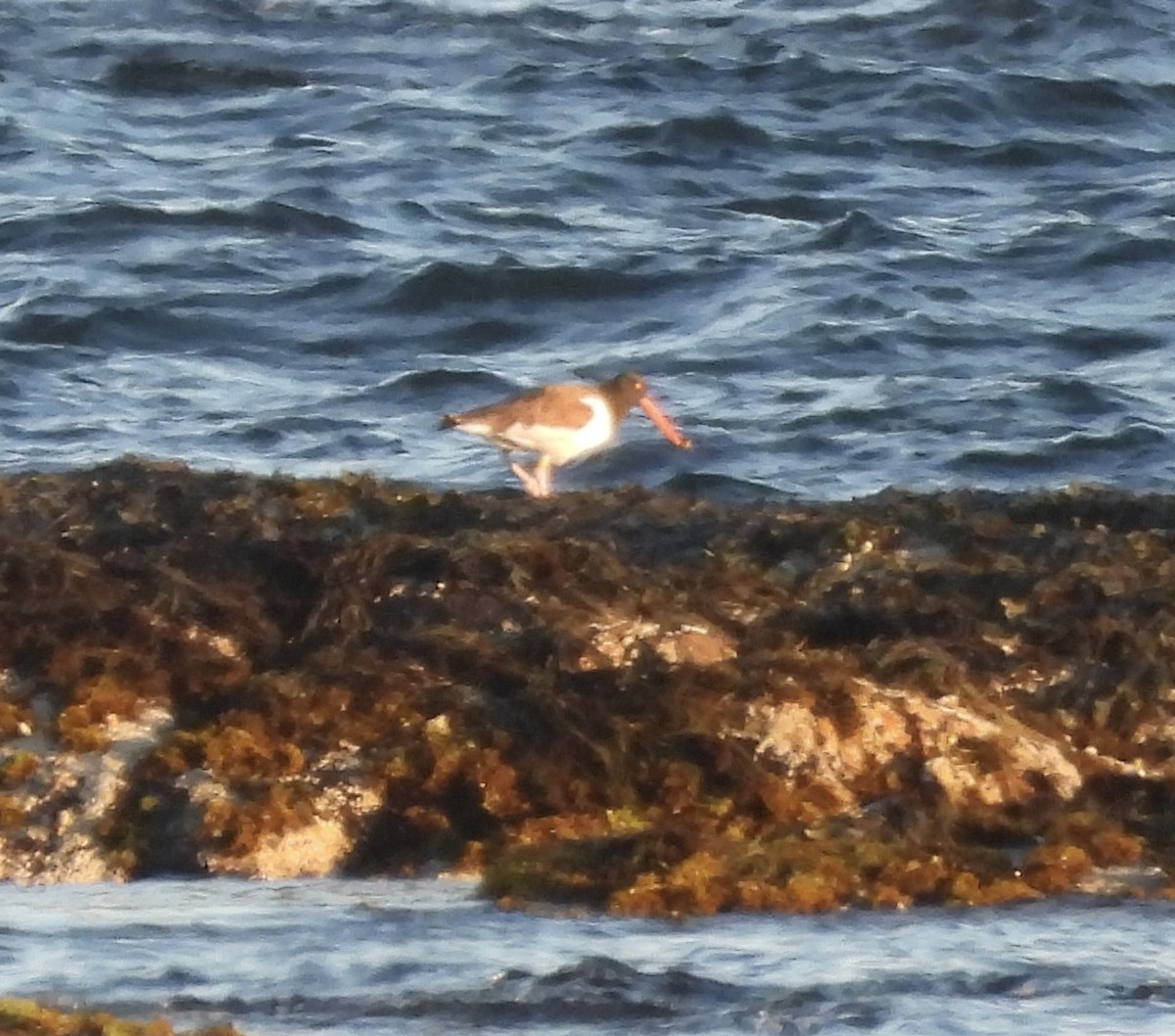 American Oystercatcher - ML620191049