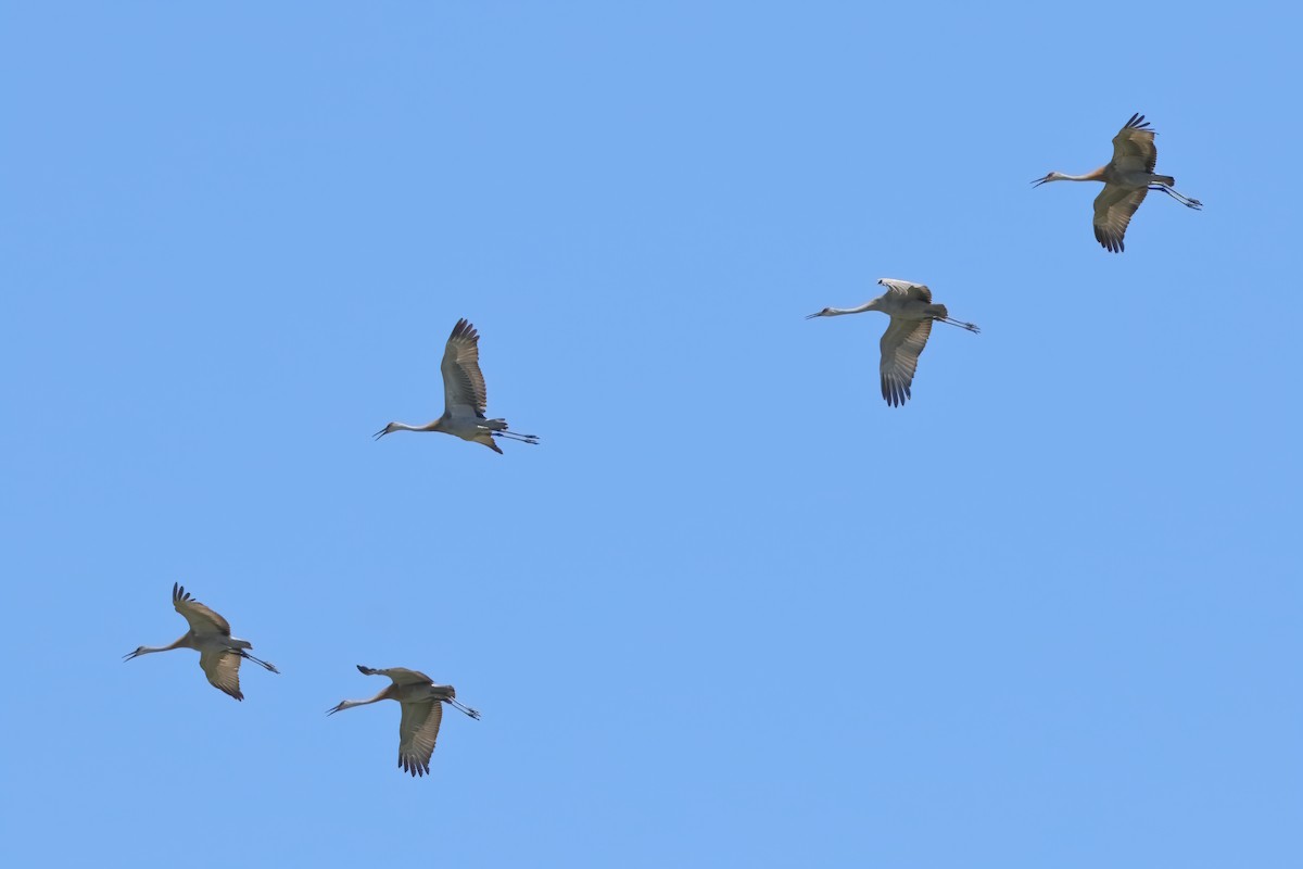 Sandhill Crane - ML620191050