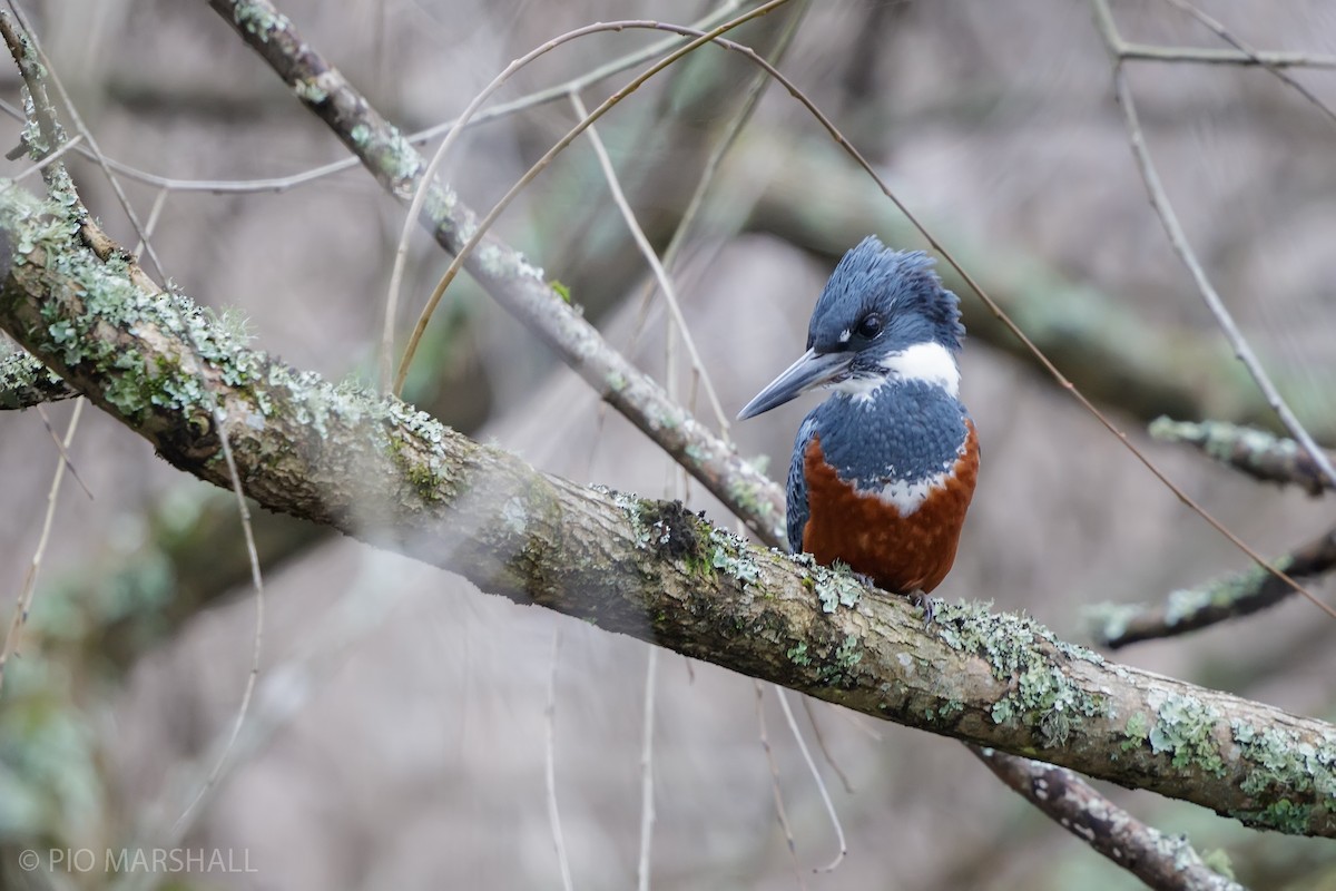 Ringed Kingfisher - ML620191051