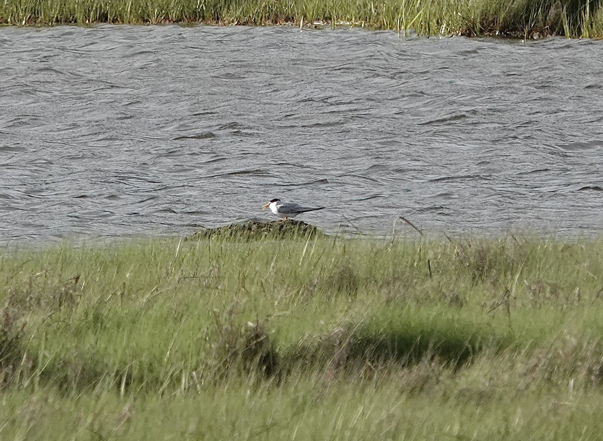 Least Tern - ML620191053