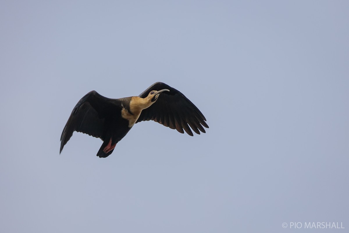 Ibis à face noire - ML620191054