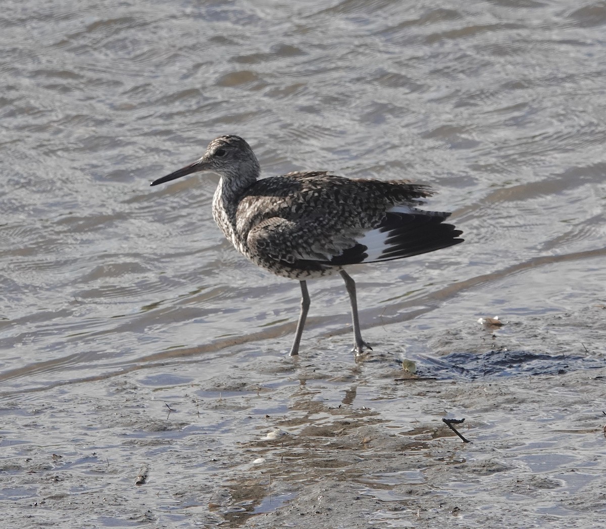 Willet (Eastern) - ML620191056