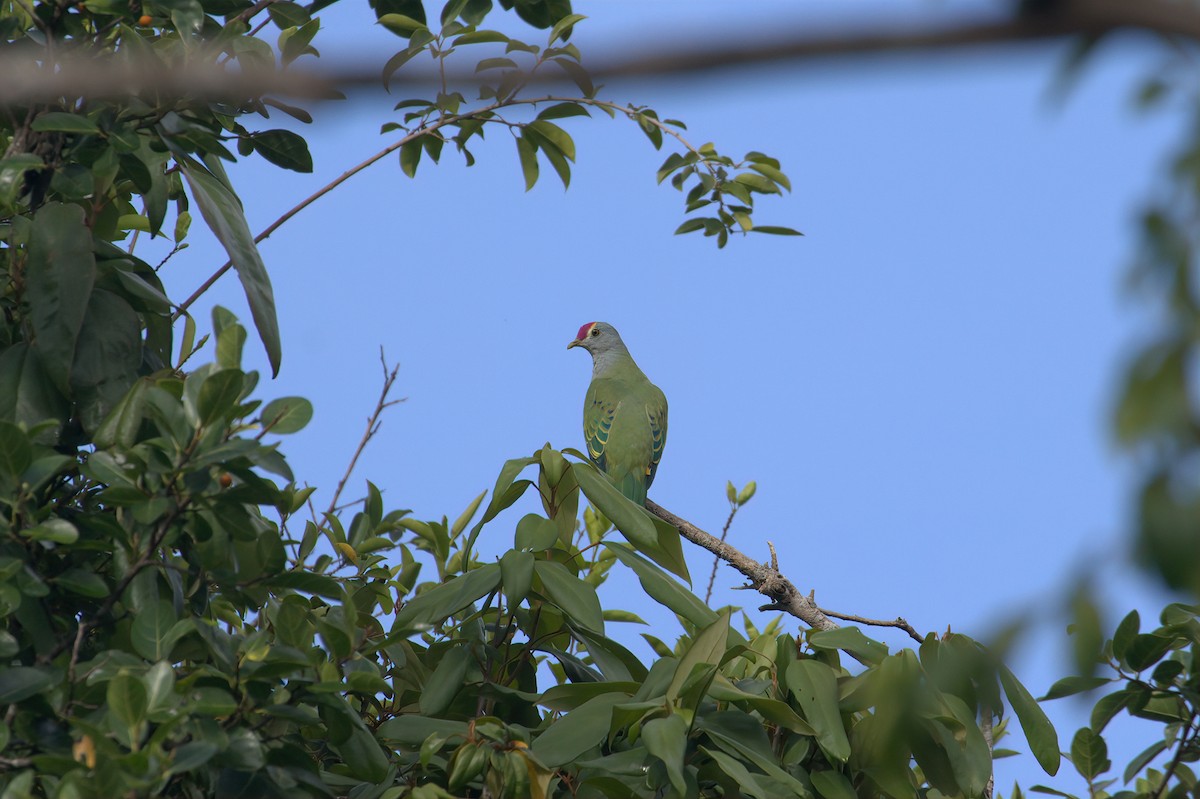 Rose-crowned Fruit-Dove - ML620191057