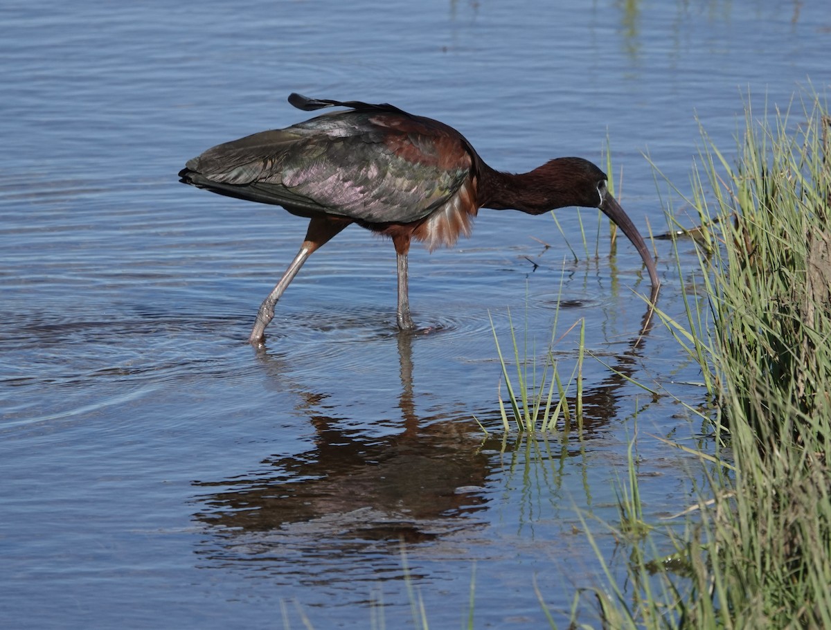 Glossy Ibis - ML620191062