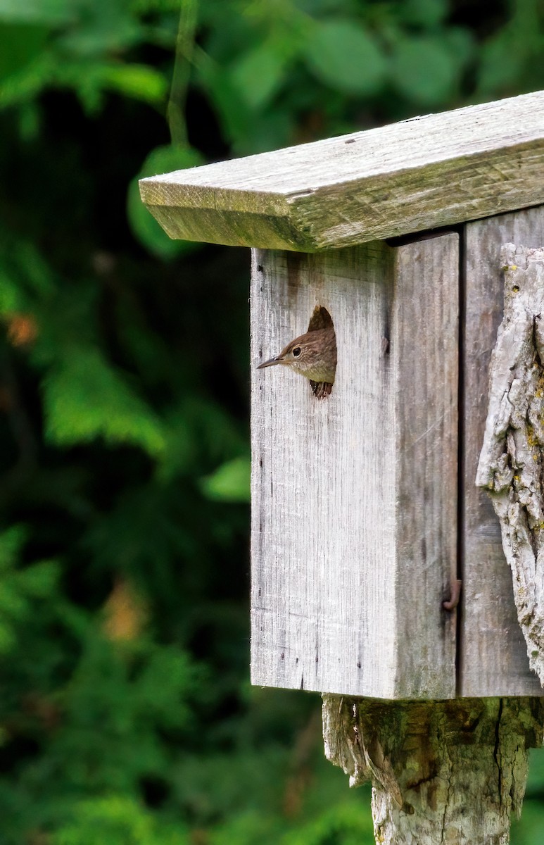 House Wren - ML620191065