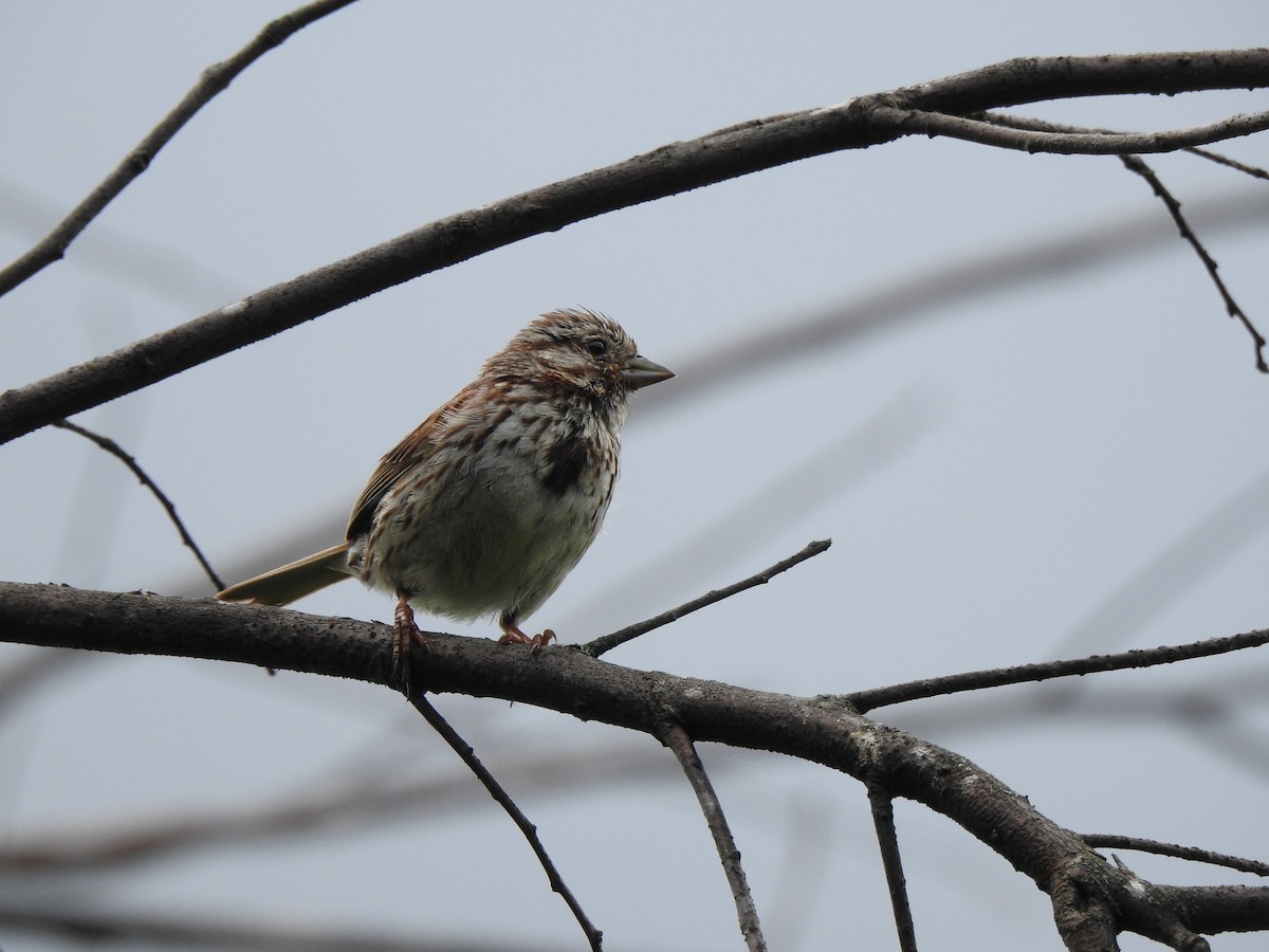 Song Sparrow - ML620191066