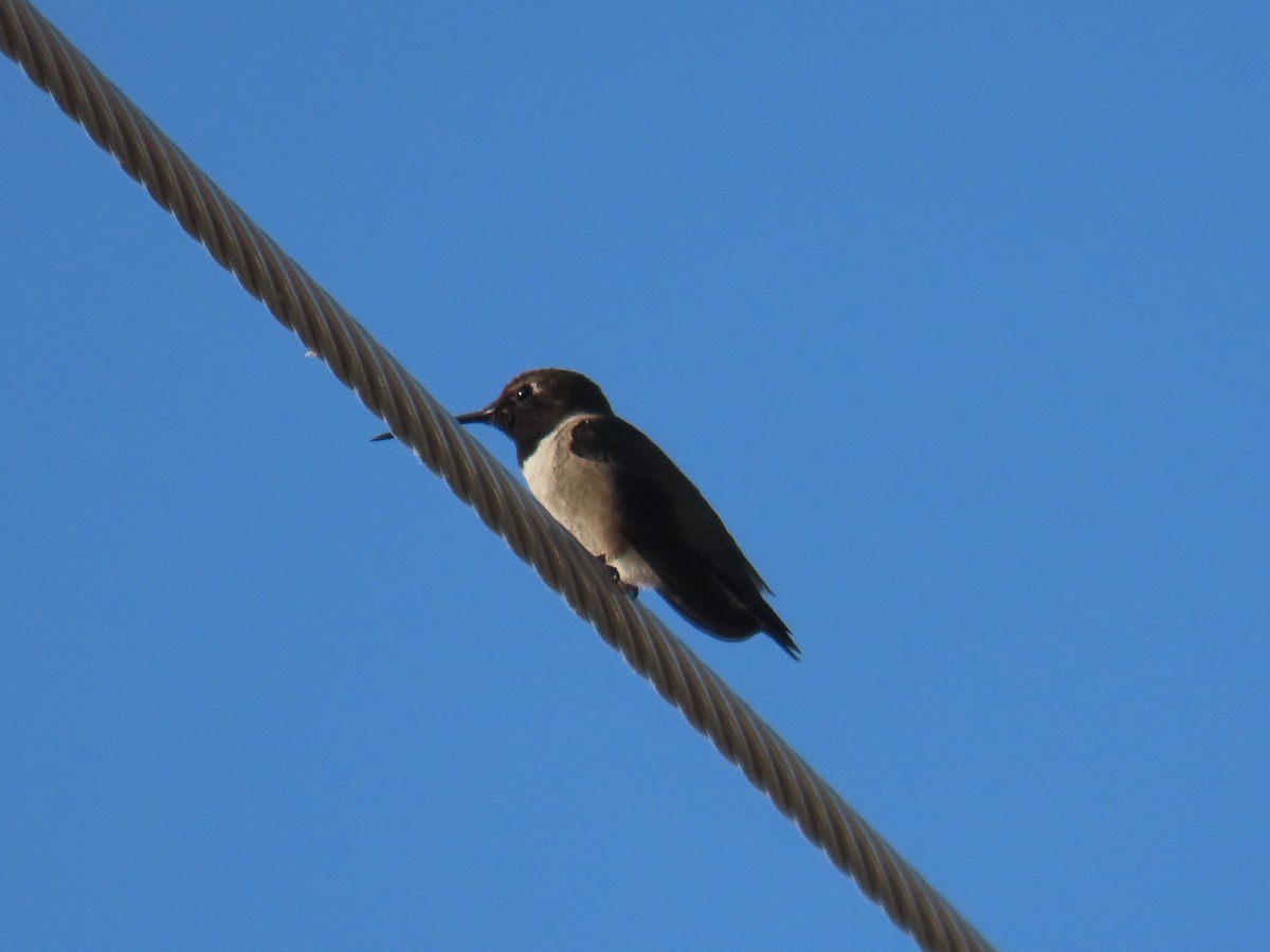 Black-chinned Hummingbird - ML620191068