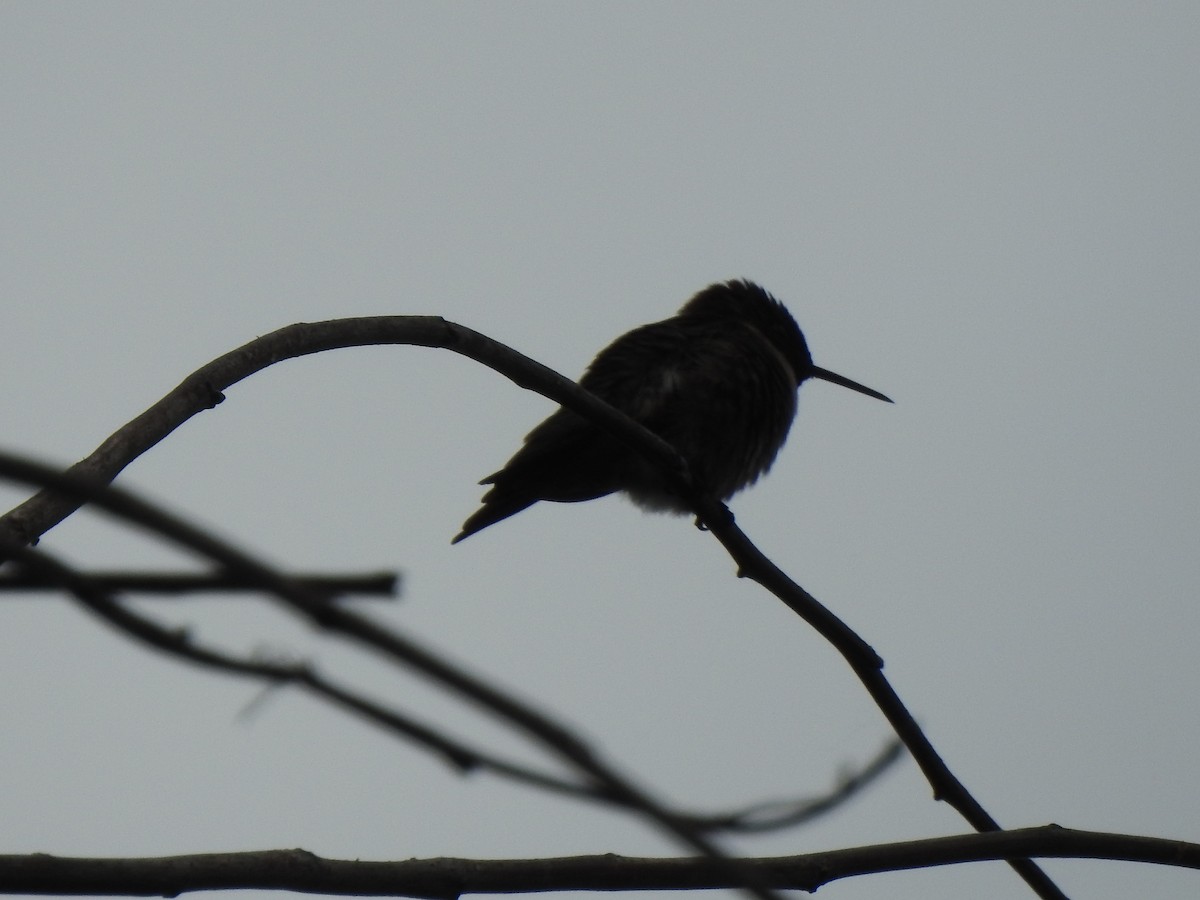 Ruby-throated Hummingbird - ML620191074
