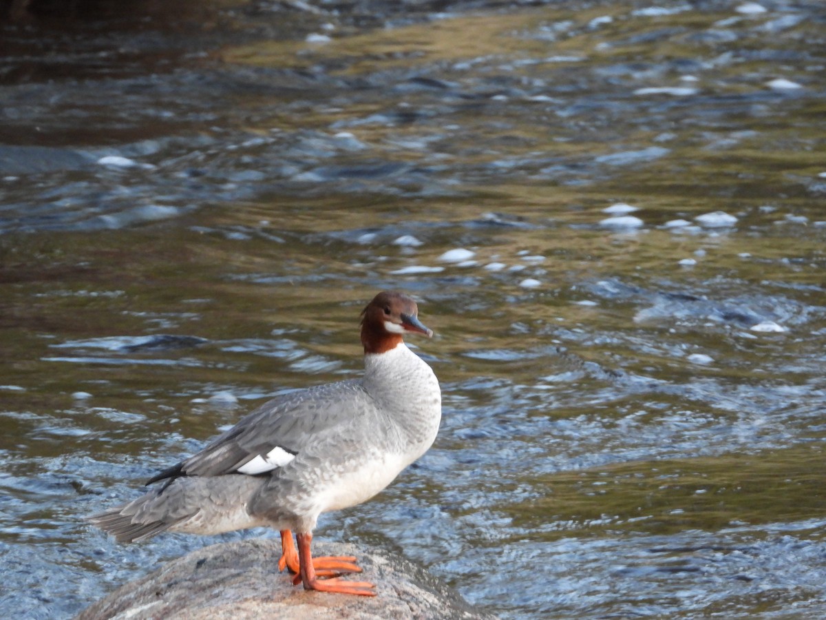 Common Merganser - ML620191076