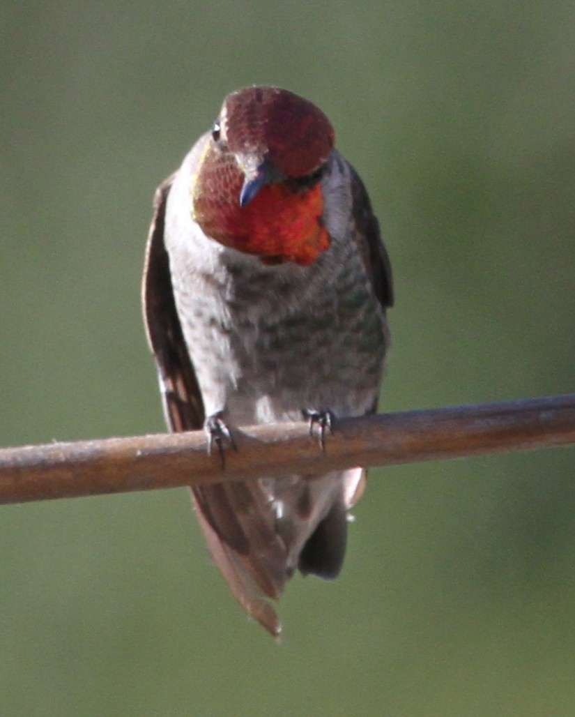 hummingbird sp. - ML620191077