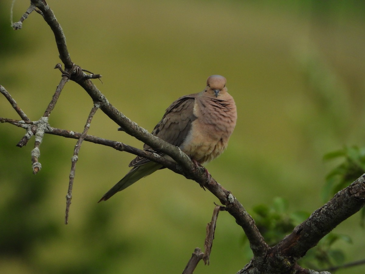 Mourning Dove - ML620191080