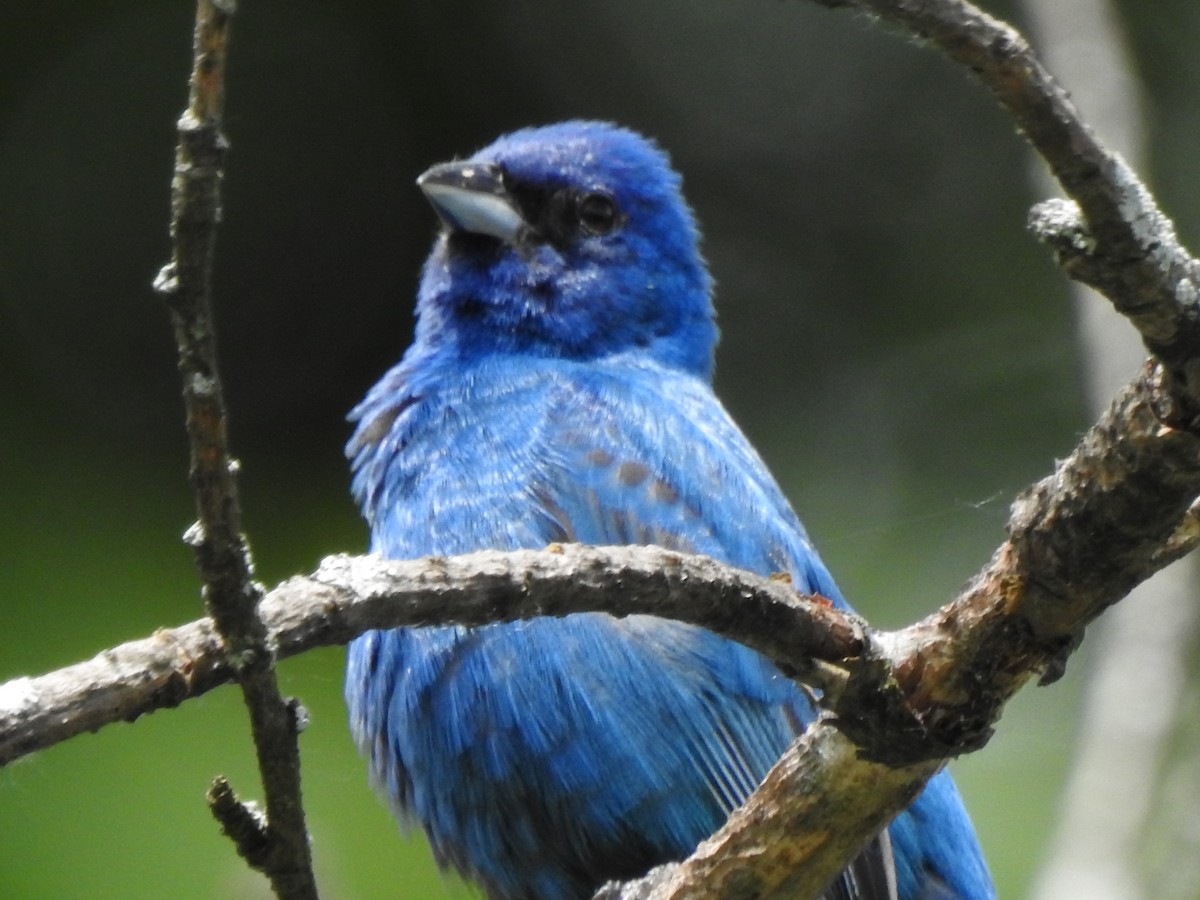 Indigo Bunting - ML620191082