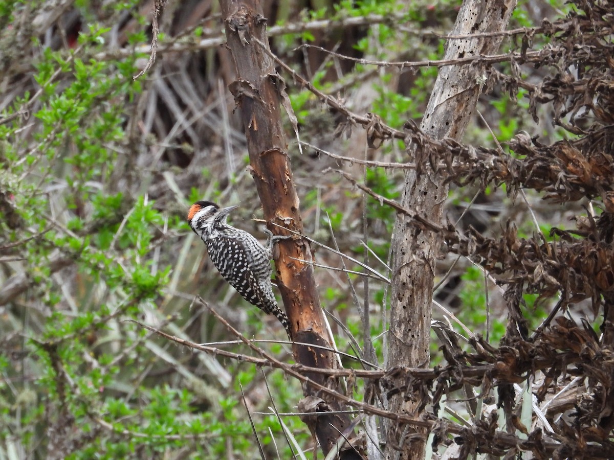 Striped Woodpecker - Saskia Hostens