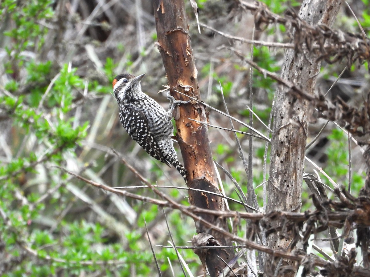 Striped Woodpecker - ML620191084
