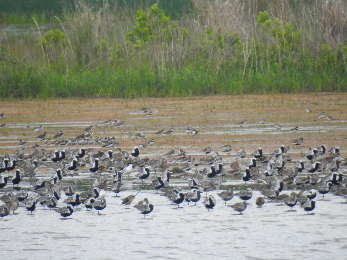 Black-bellied Plover - ML620191087