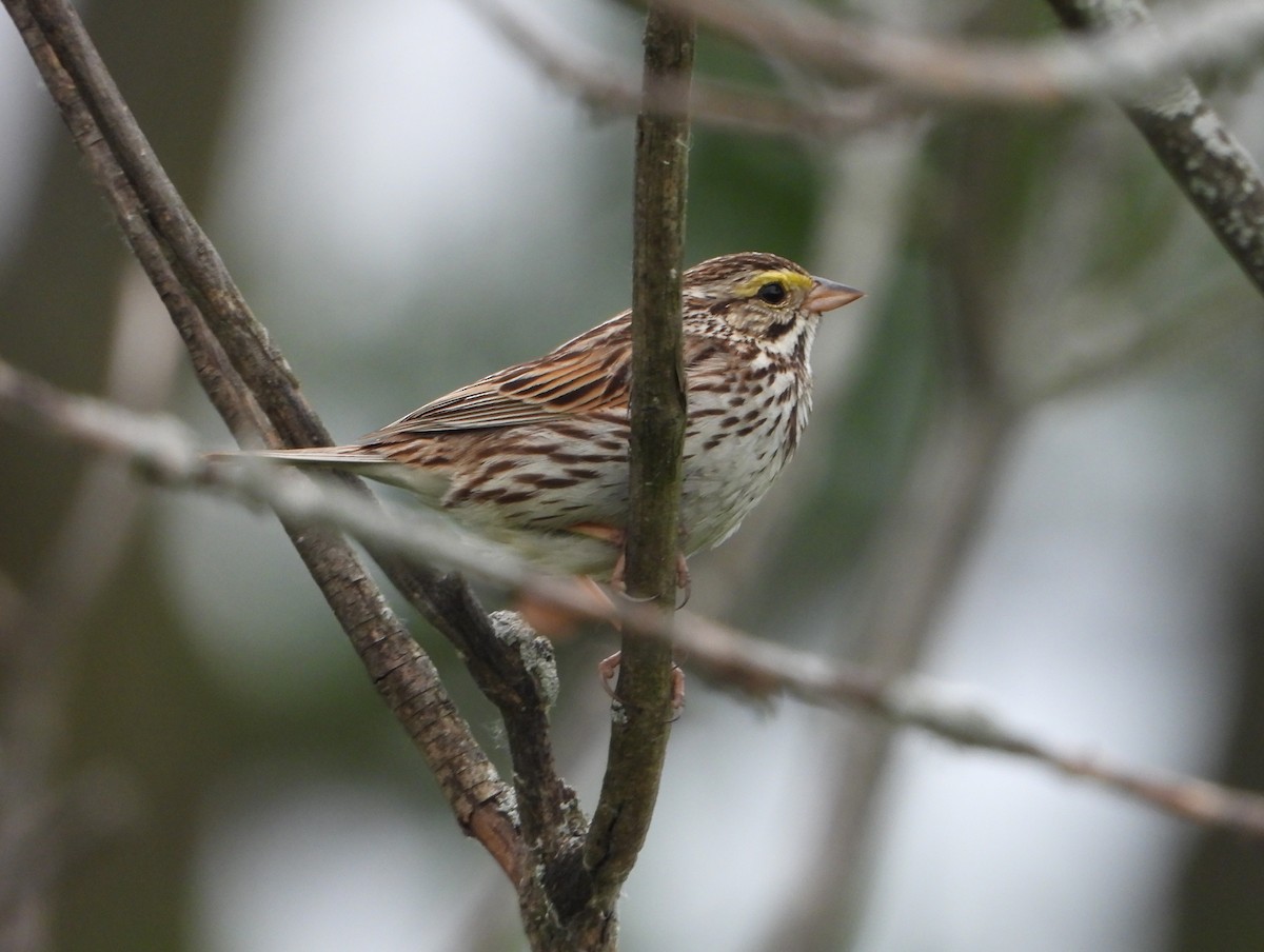 Savannah Sparrow - ML620191099