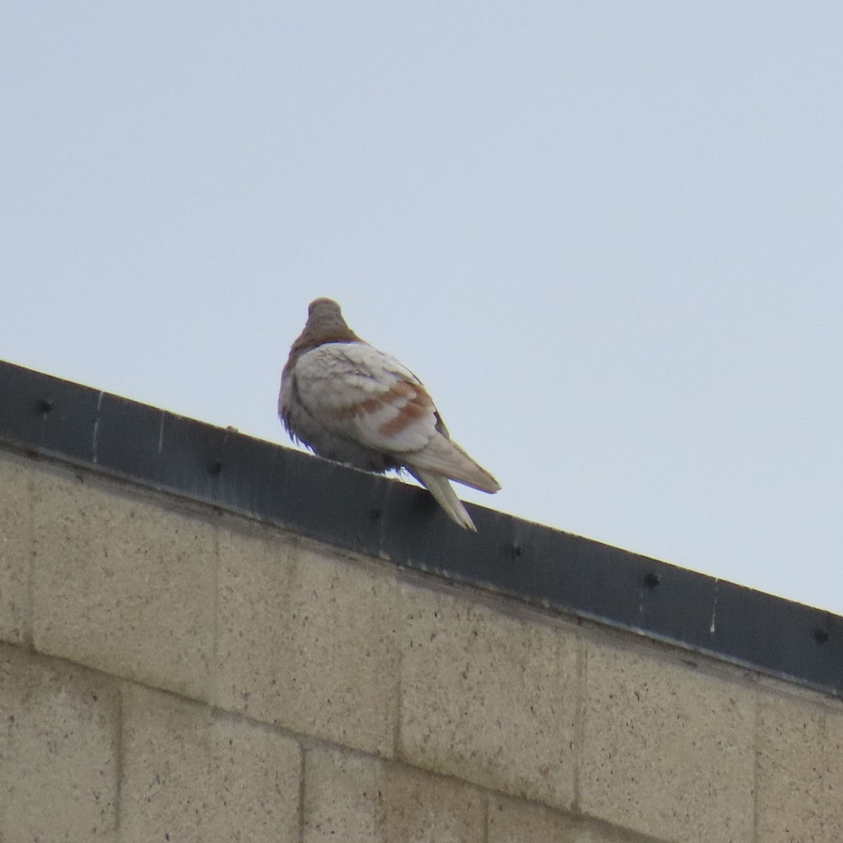 Rock Pigeon (Feral Pigeon) - ML620191102
