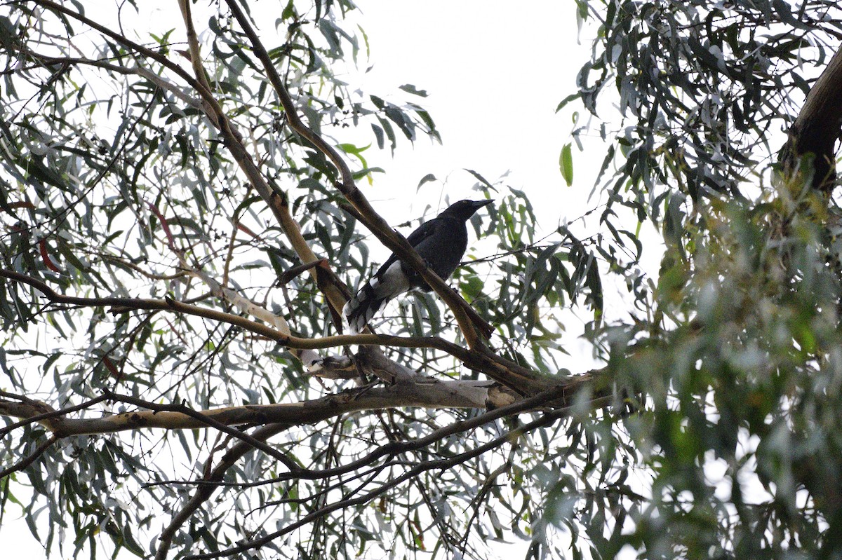 Pied Currawong - ML620191117