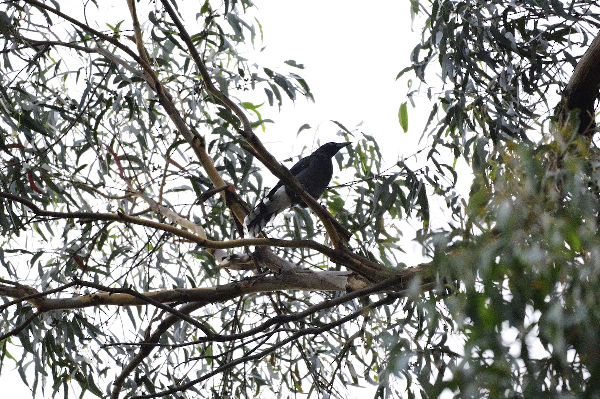 Pied Currawong - Ken Crawley