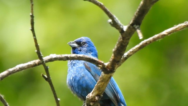 Indigo Bunting - ML620191121