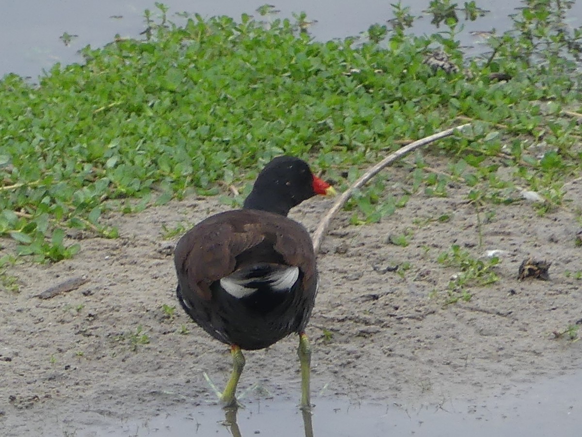 Common Gallinule - ML620191122