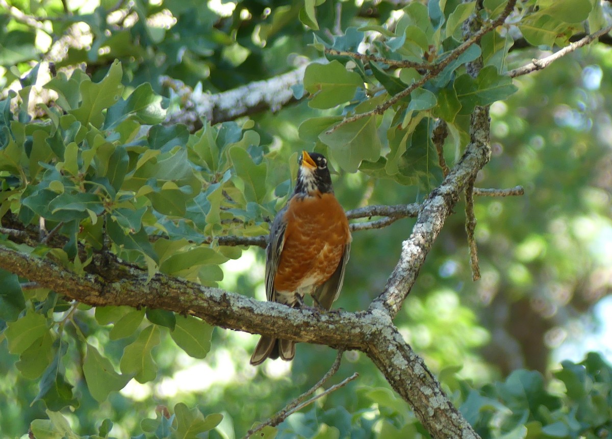 American Robin - ML620191123