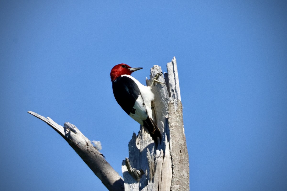 Red-headed Woodpecker - ML620191129