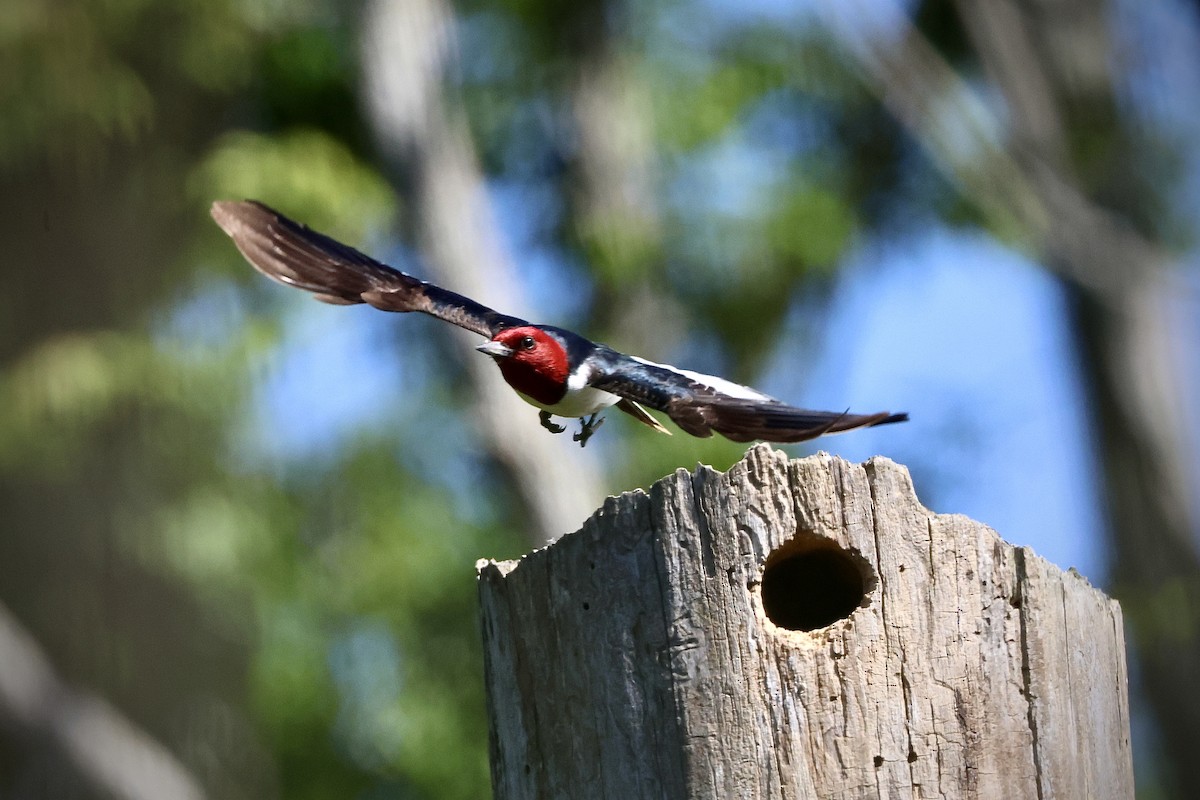Red-headed Woodpecker - ML620191130