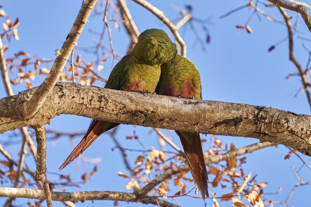 Austral Parakeet - Hederd Torres García