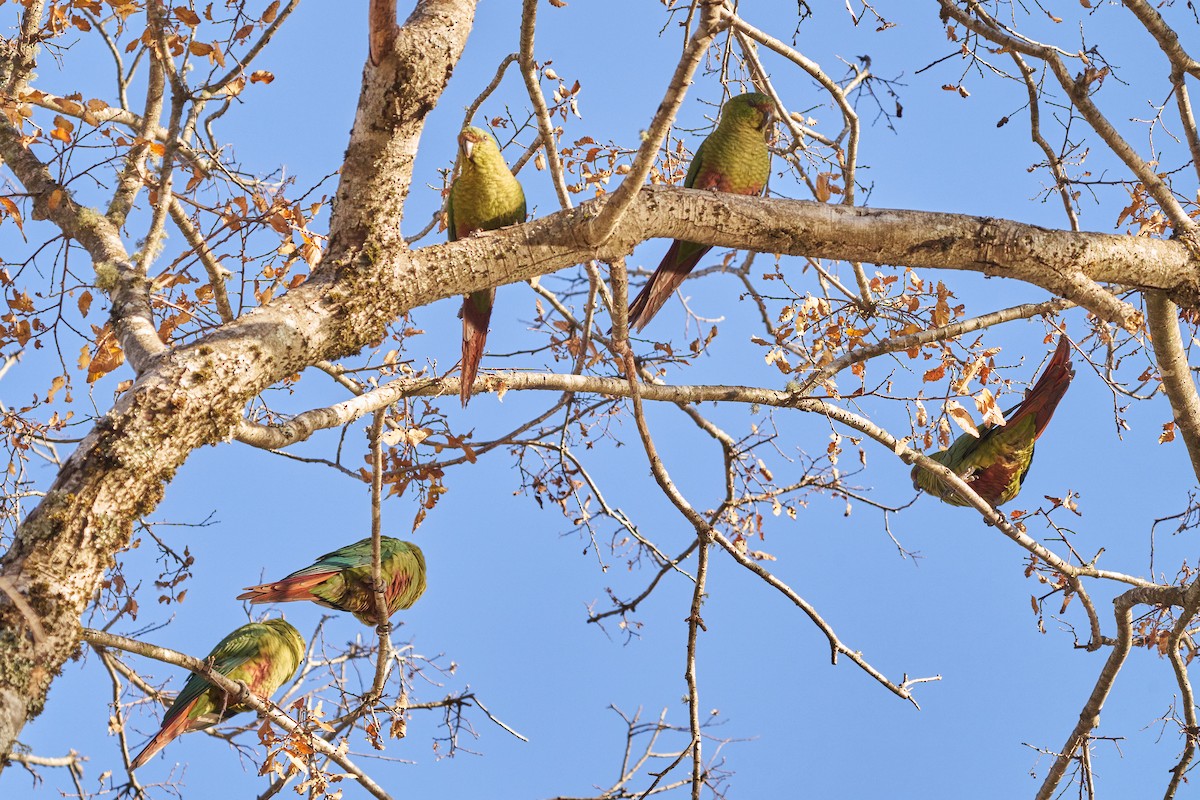 Conure magellanique - ML620191147