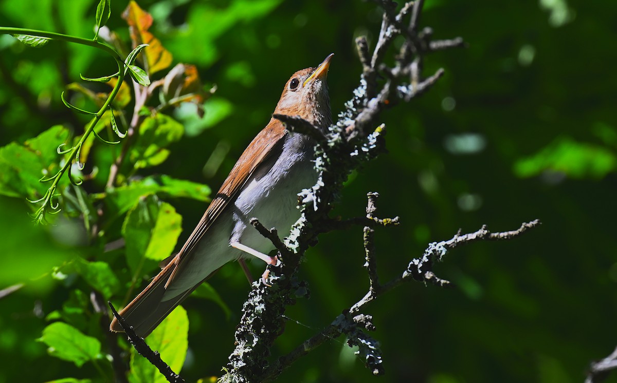 Veery - ML620191153