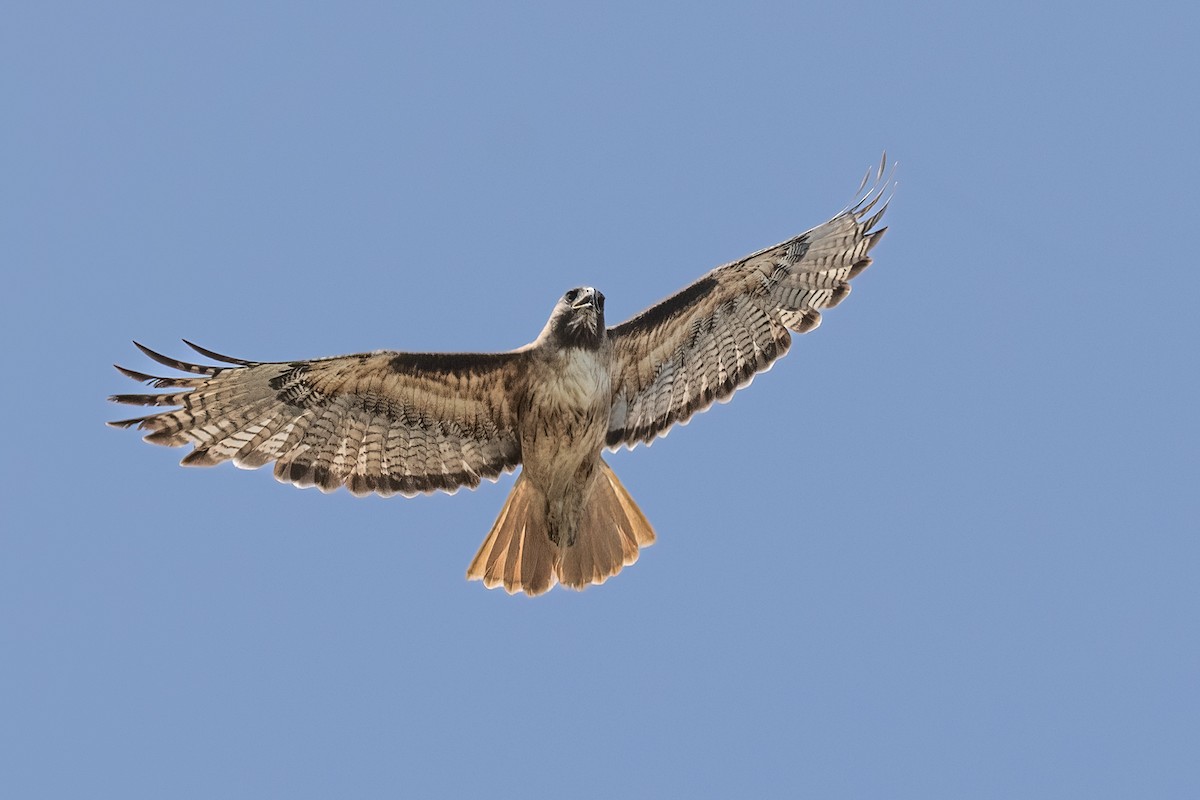 Red-tailed Hawk - ML620191155