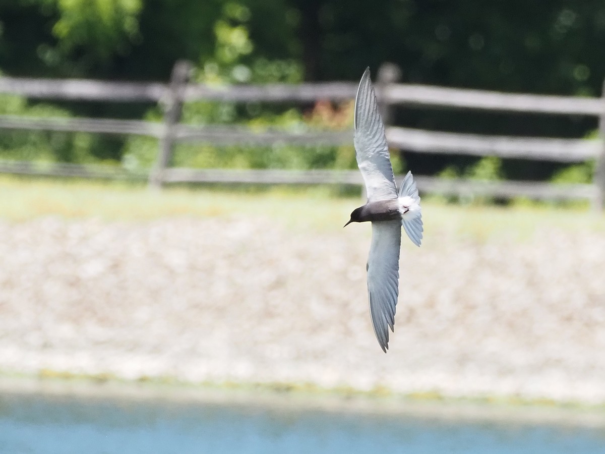 Black Tern - ML620191168