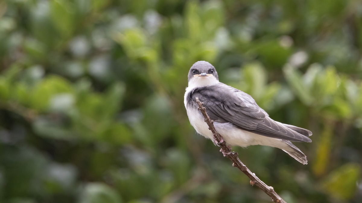 Golondrina Bicolor - ML620191172