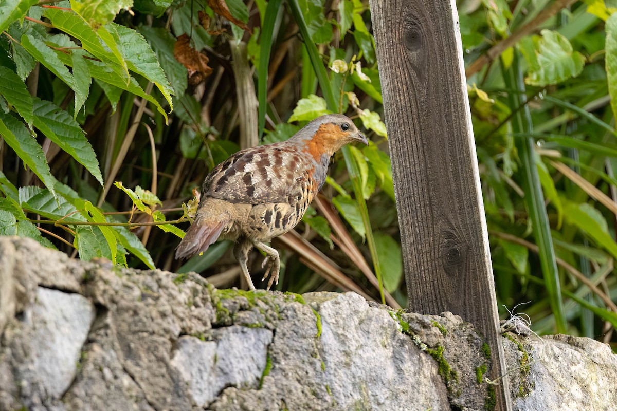 Chinese Bamboo-Partridge - ML620191174