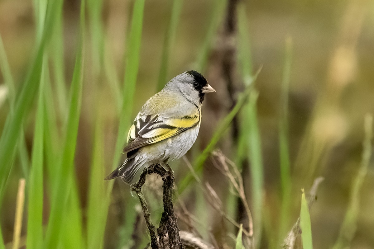 Lawrence's Goldfinch - ML620191180