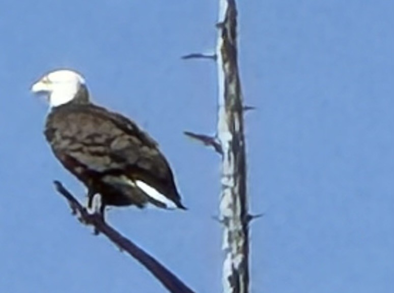 Bald Eagle - ML620191181